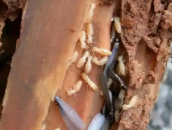 青岛市白蚁防治公司分享商铺门店白蚁防控：守护经营环境，避免营业损失